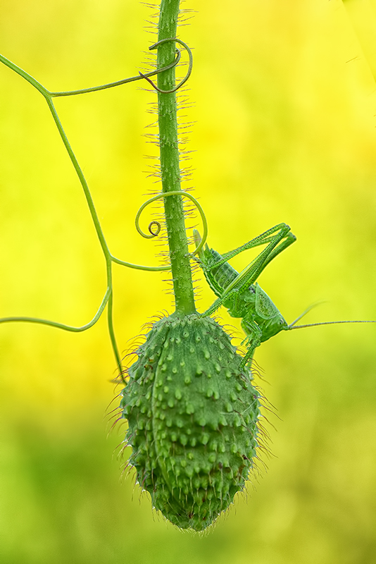 photo "Rhapsody In Green" tags: macro and close-up, nature, critters, insect, macro, spring