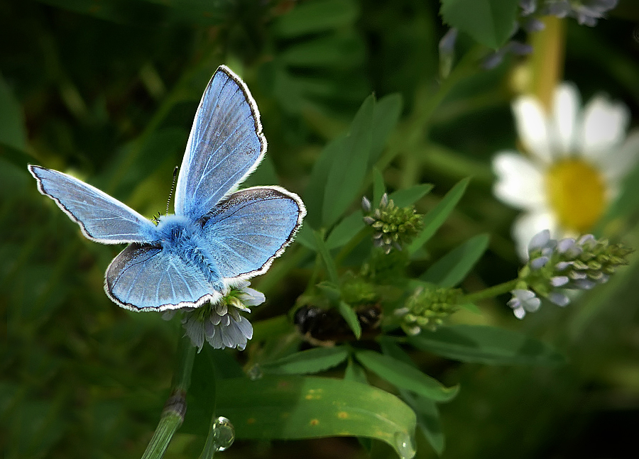 photo "***" tags: macro and close-up, insect