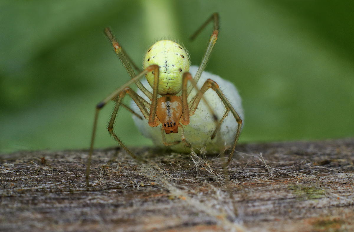 photo "***" tags: macro and close-up, 