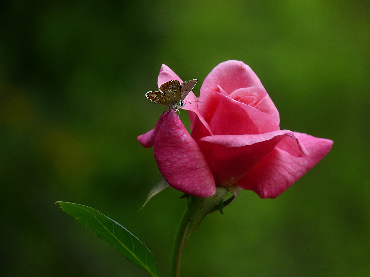 photo "***" tags: nature, macro and close-up, flowers, insect