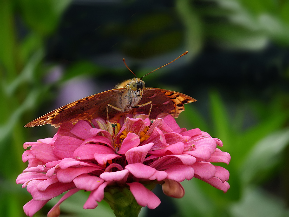 photo "***" tags: macro and close-up, flowers, insect, summer