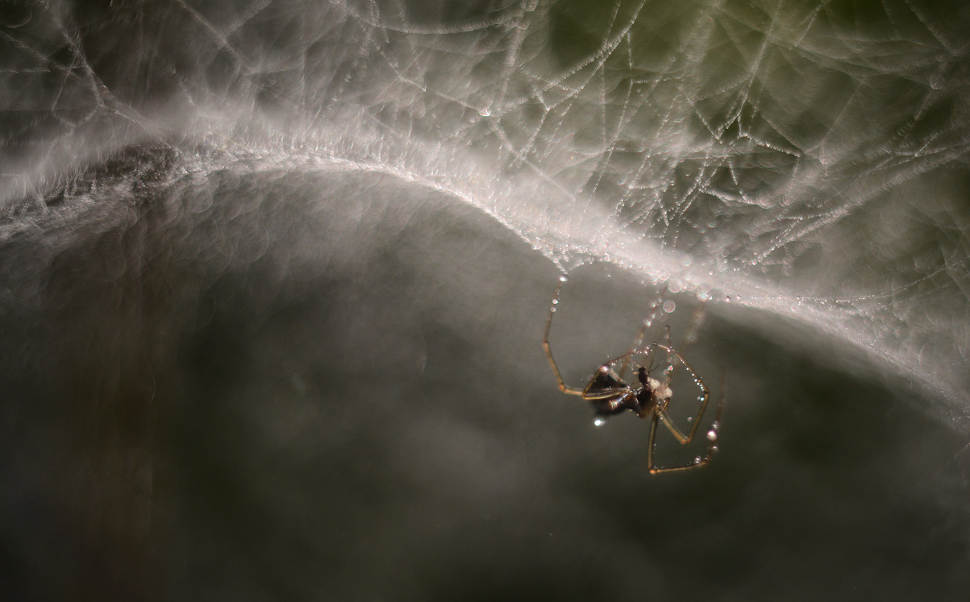 photo "***" tags: macro and close-up, 