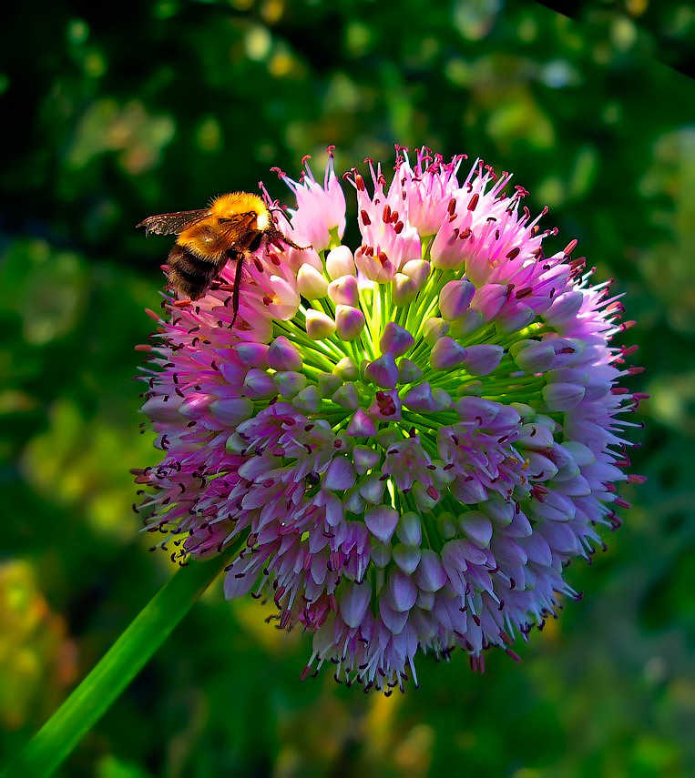 photo "Sweet nectar" tags: macro and close-up, макро, шмель