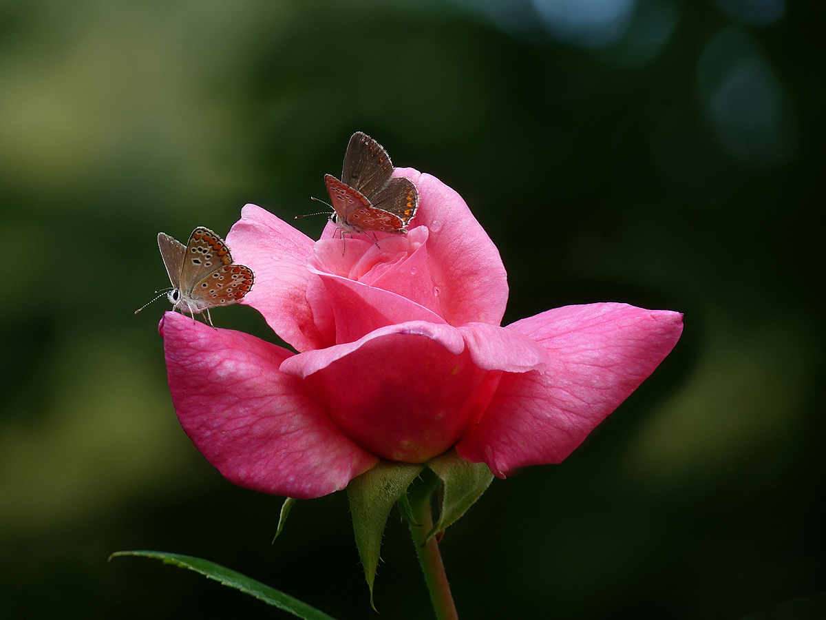 photo "***" tags: , flowers, insect, summer