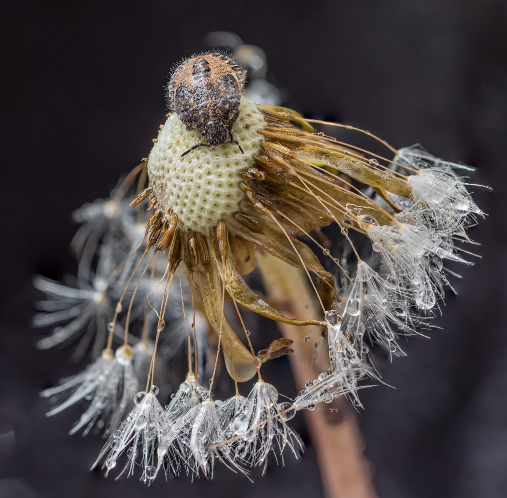 photo "***" tags: macro and close-up, 