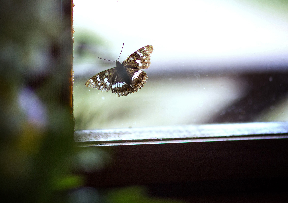 фото "Утренняя гостья" метки: , бабочки, деревня, окно, утро