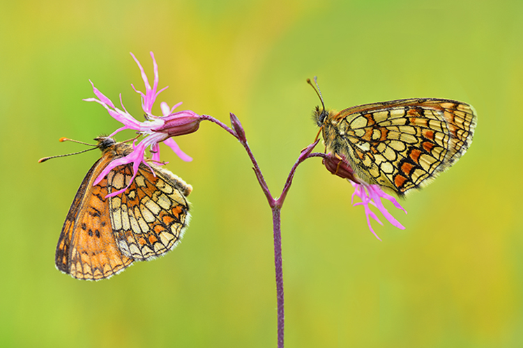 photo "Couple" tags: nature, macro and close-up, butterfly, critters, flowers, insect, macro, spring, summer, wild animals