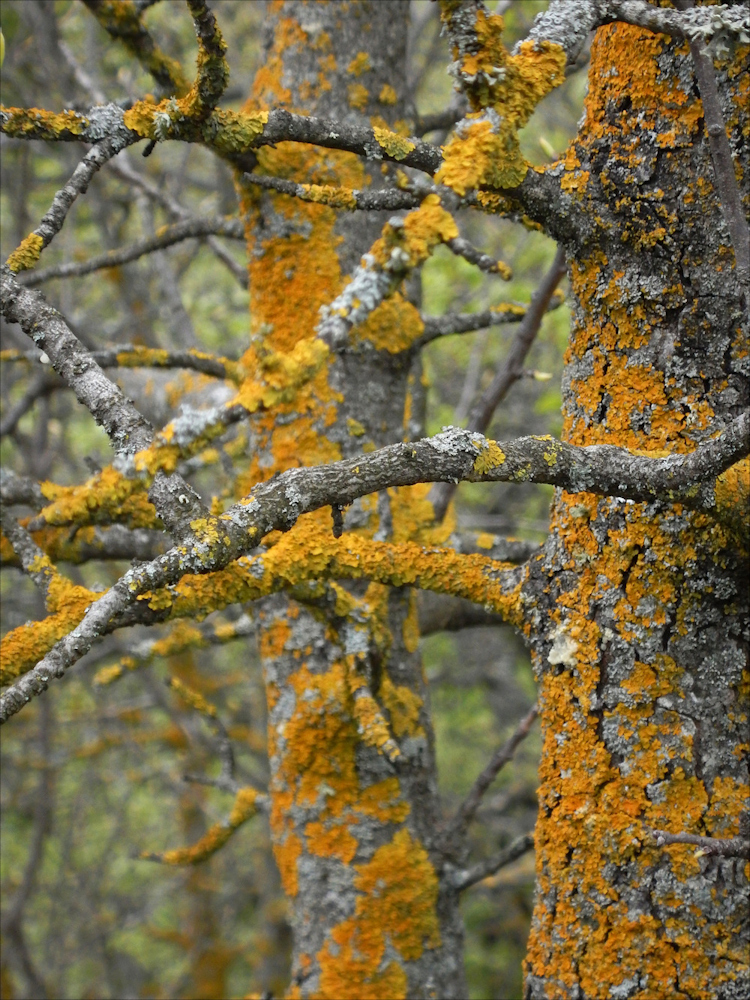 photo "Yellow lichen" tags: nature, landscape, yellow lichen, желтый лишайник