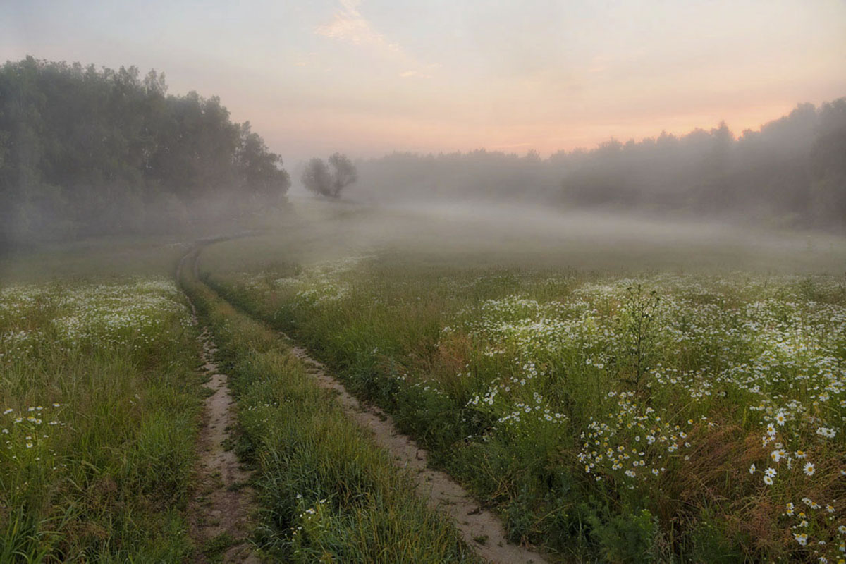 photo "***" tags: landscape, field, fog, morning, sunrise, дуб, пробуждение, тишина