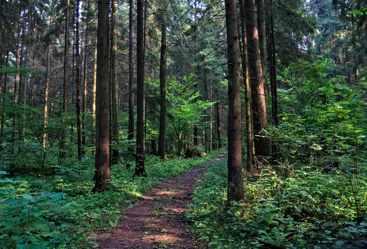 фото "Подмосковный лес" метки: пейзаж, природа, 
