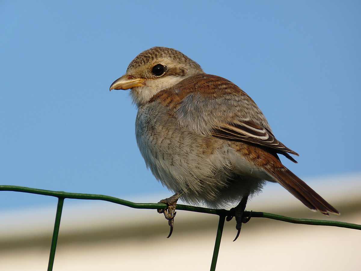 photo "***" tags: macro and close-up, wild animals