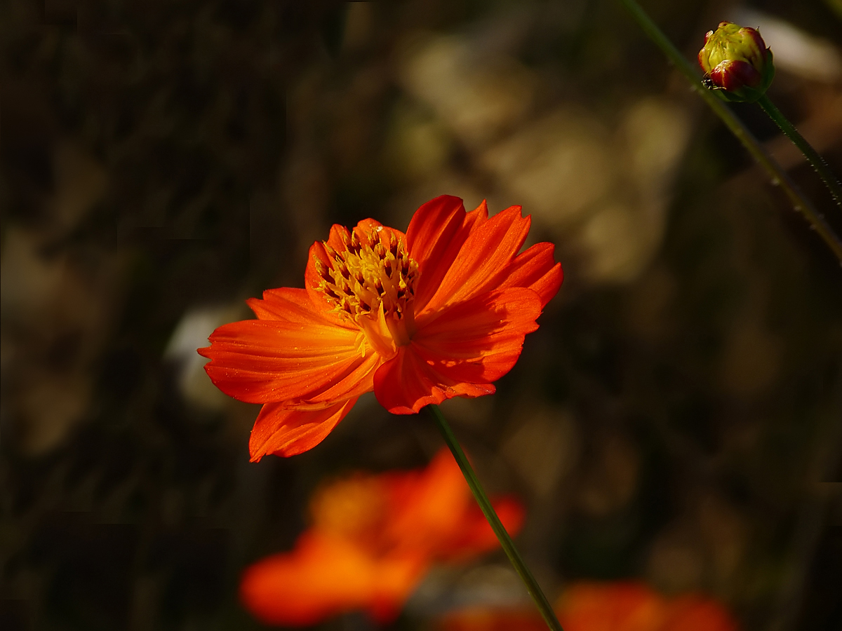 photo "***" tags: nature, macro and close-up, flowers