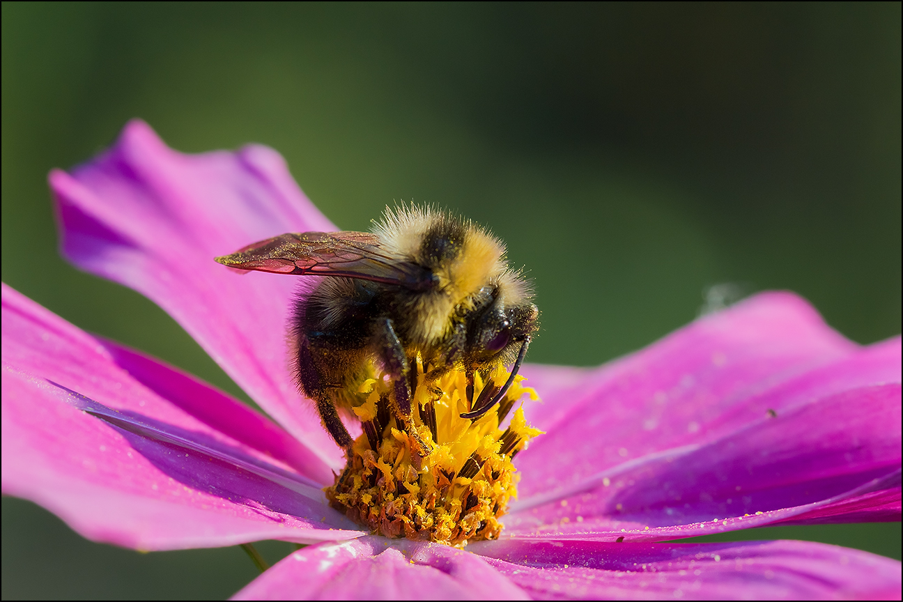 photo "***" tags: macro and close-up, 