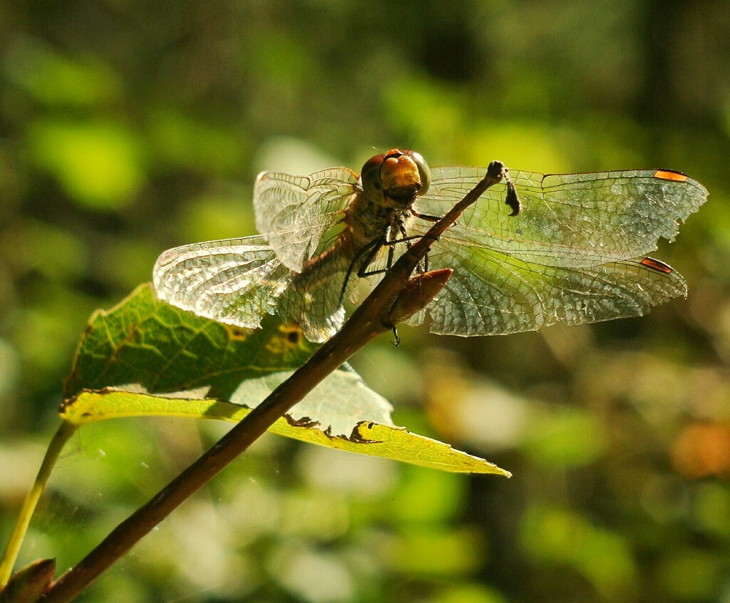 photo "***" tags: macro and close-up, 