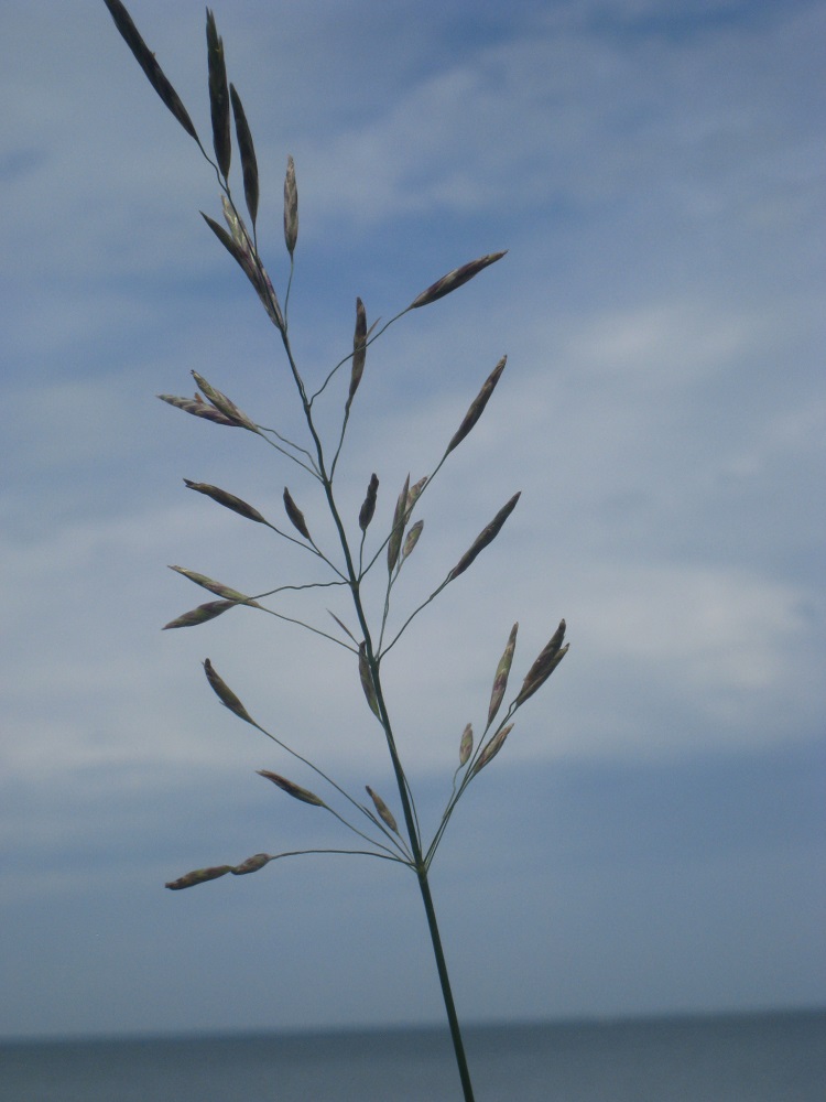 photo "***" tags: misc., macro and close-up, nature, plant, sky