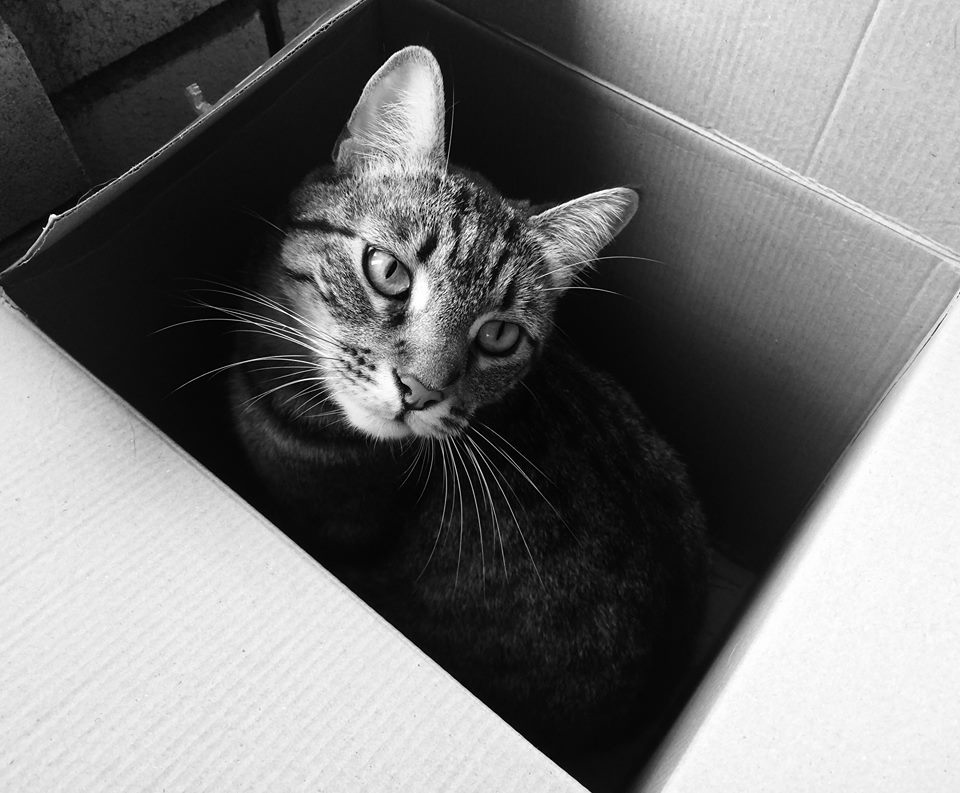 photo "Box Kitty" tags: black&white, genre, portrait, box, cat, pet