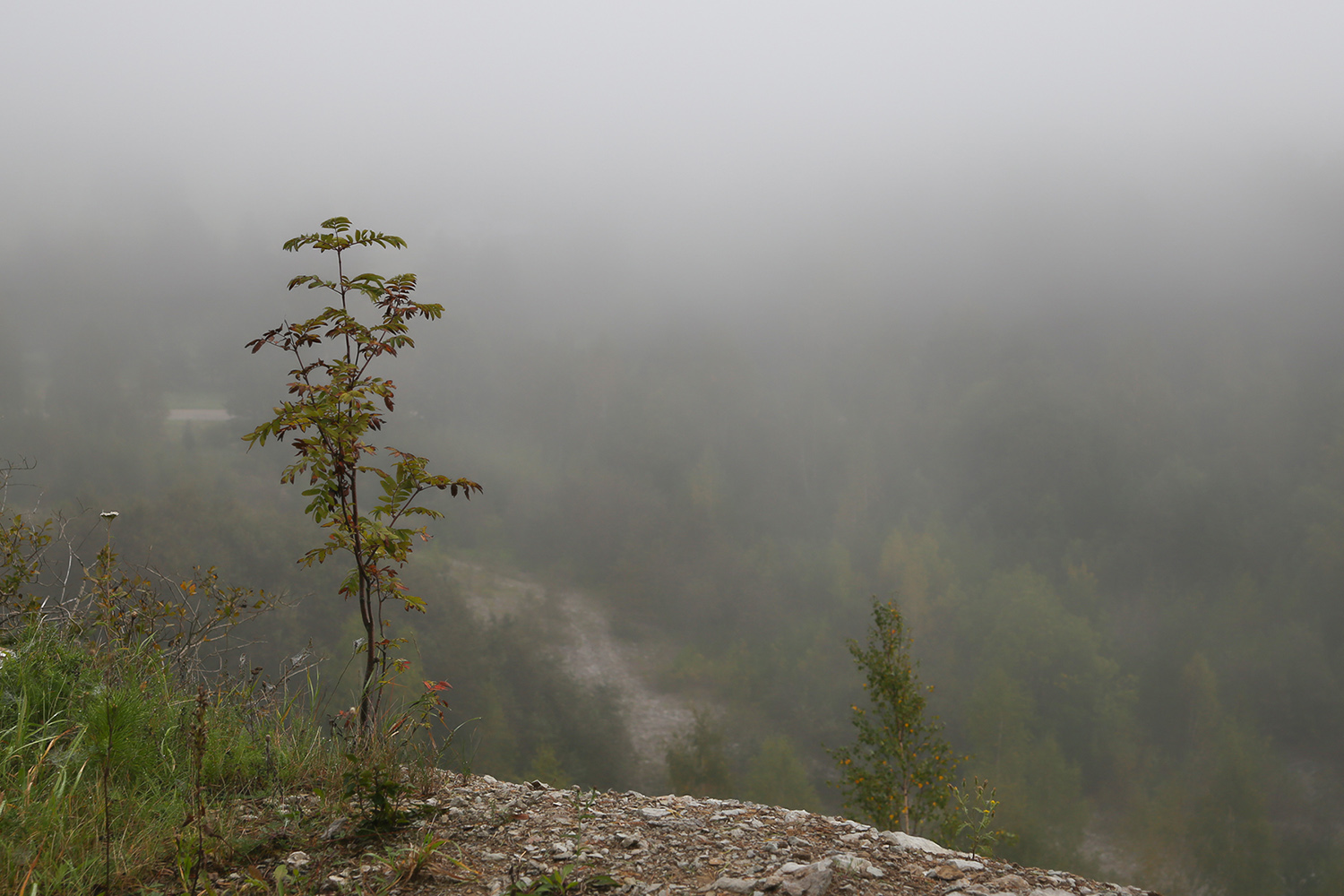 photo "***" tags: landscape, fog