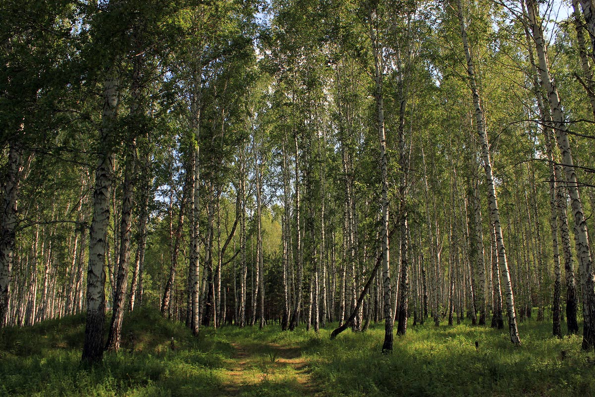 photo "Shady path" tags: landscape, forest, дорожка