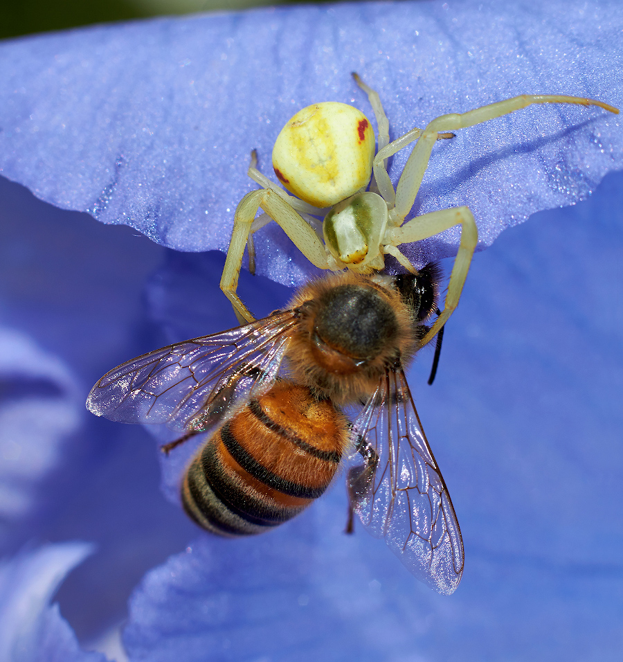 photo "***" tags: macro and close-up, 