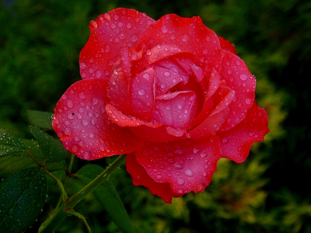 photo "***" tags: macro and close-up, 