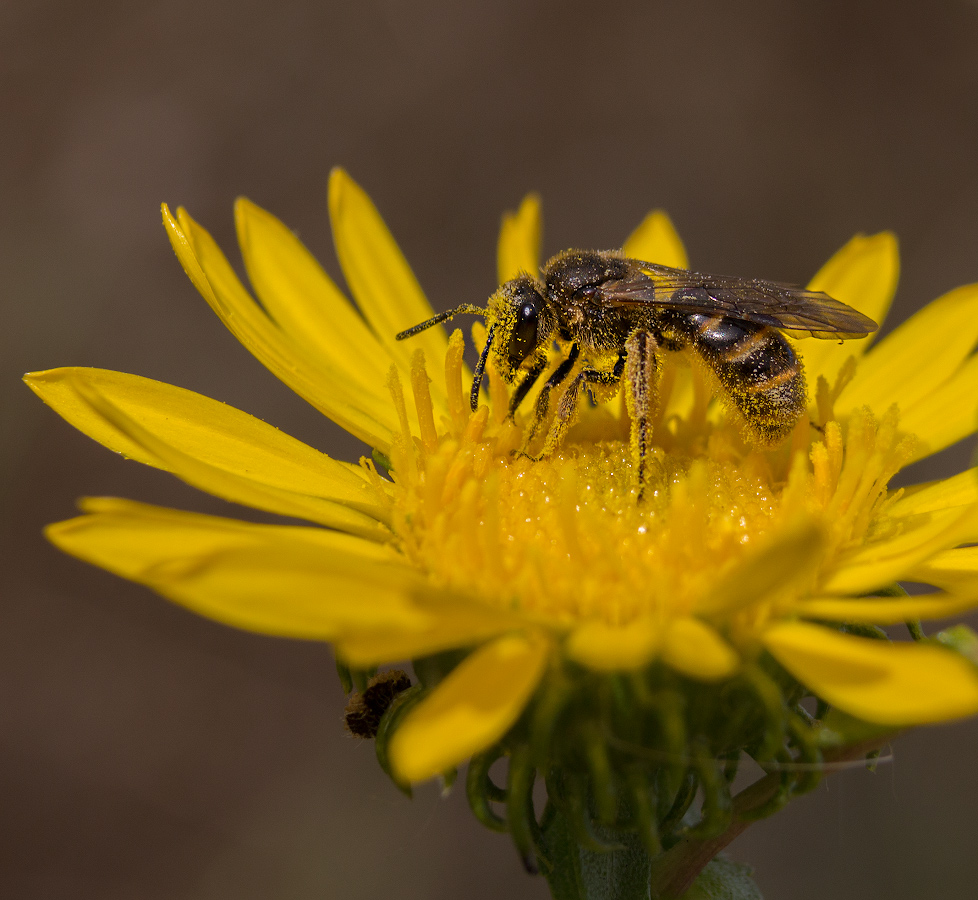 photo "***" tags: macro and close-up, 