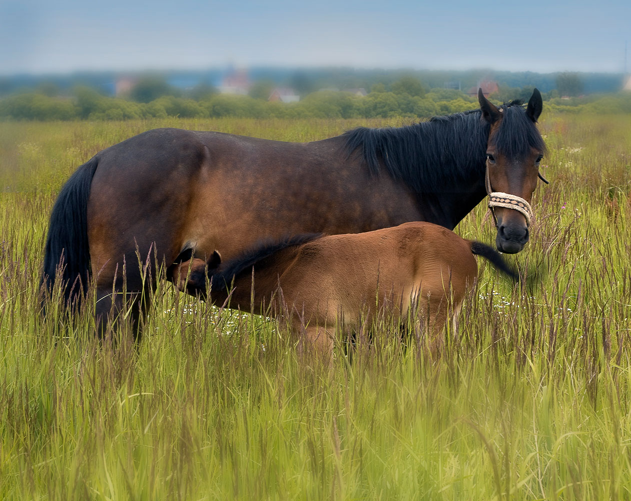 фото "***" метки: природа, 