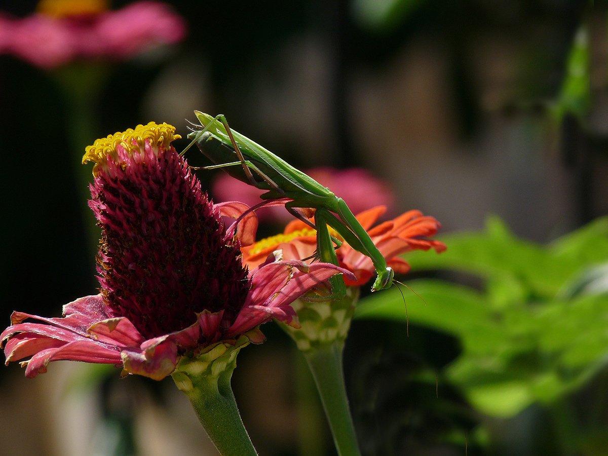 photo "***" tags: macro and close-up, insect