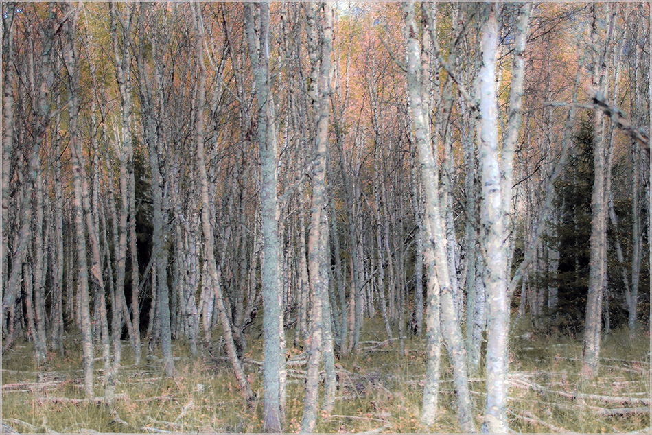 фото "- - -" метки: digital art, Europe, forest, осень