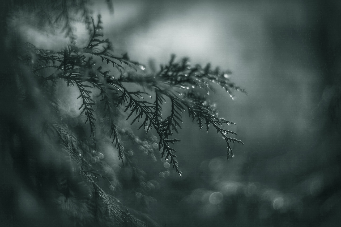 photo "***" tags: nature, 