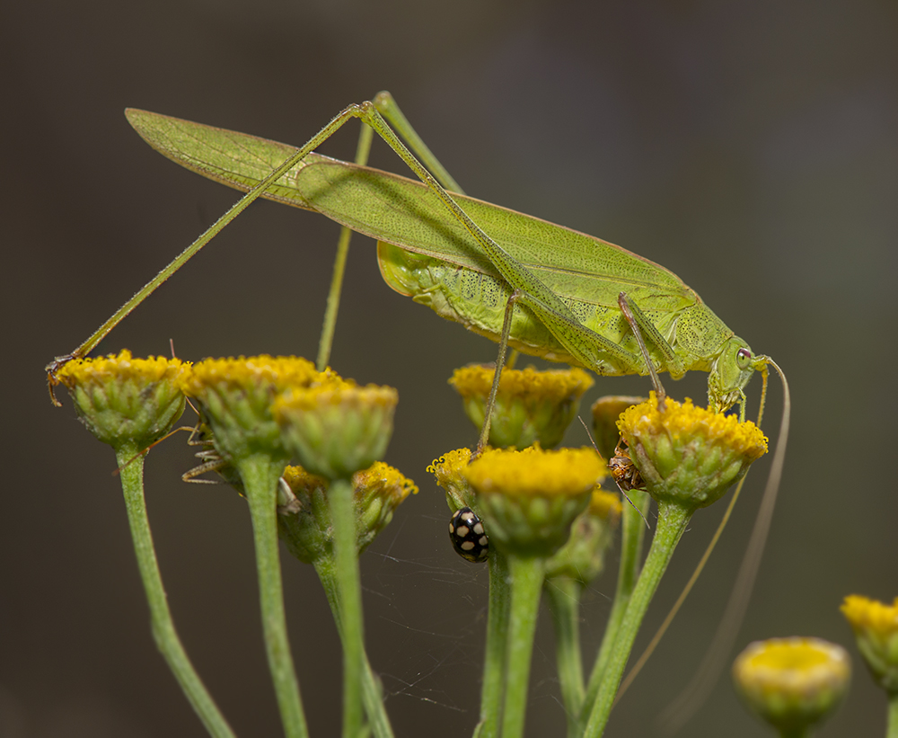 photo "***" tags: macro and close-up, Насекомые