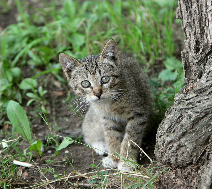 photo "Have you seen my mother?" tags: nature, 