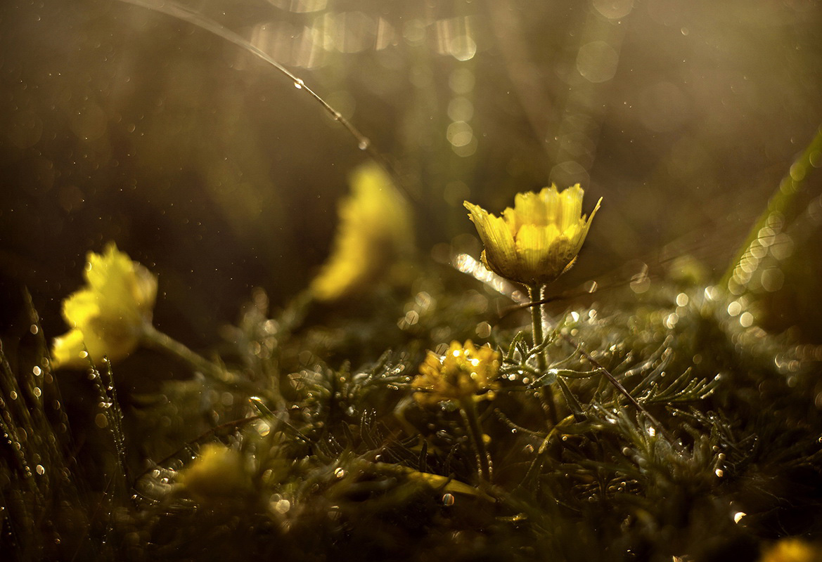 photo "***" tags: macro and close-up, nature, spring, горицвет, макро, первоцветы