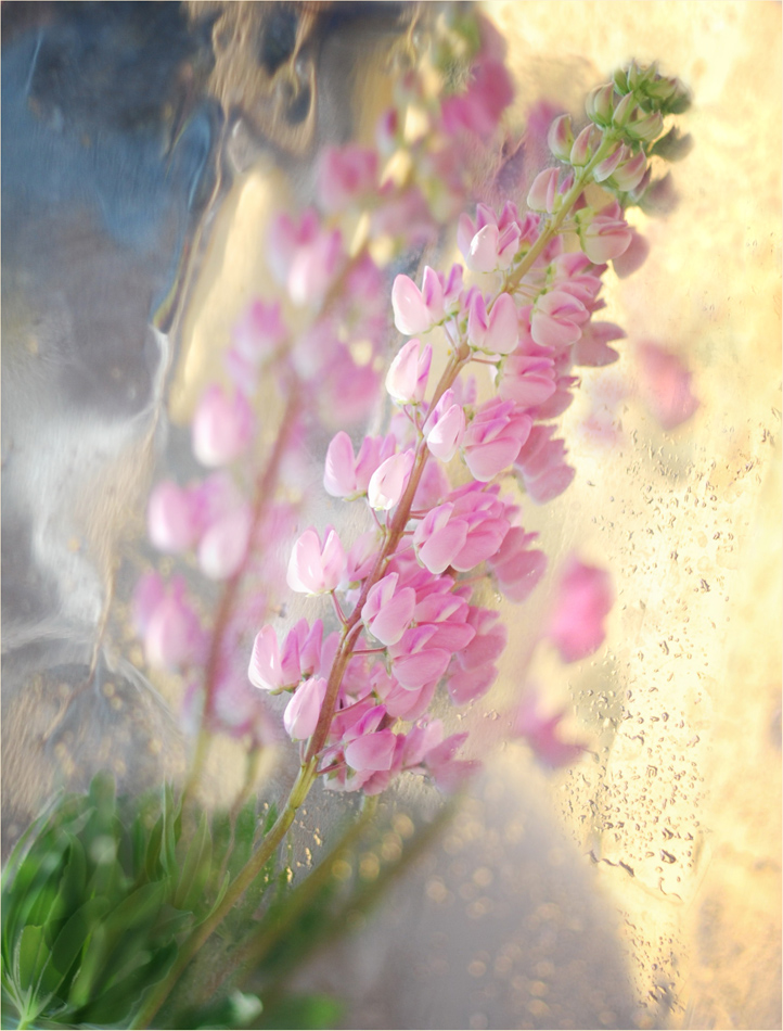 photo "***" tags: nature, still life, 