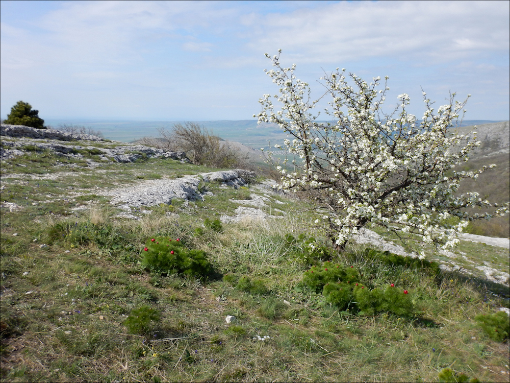 photo "The bush with white flowers" tags: landscape, nature, travel, Crimea, Mramornoye, Мраморрное