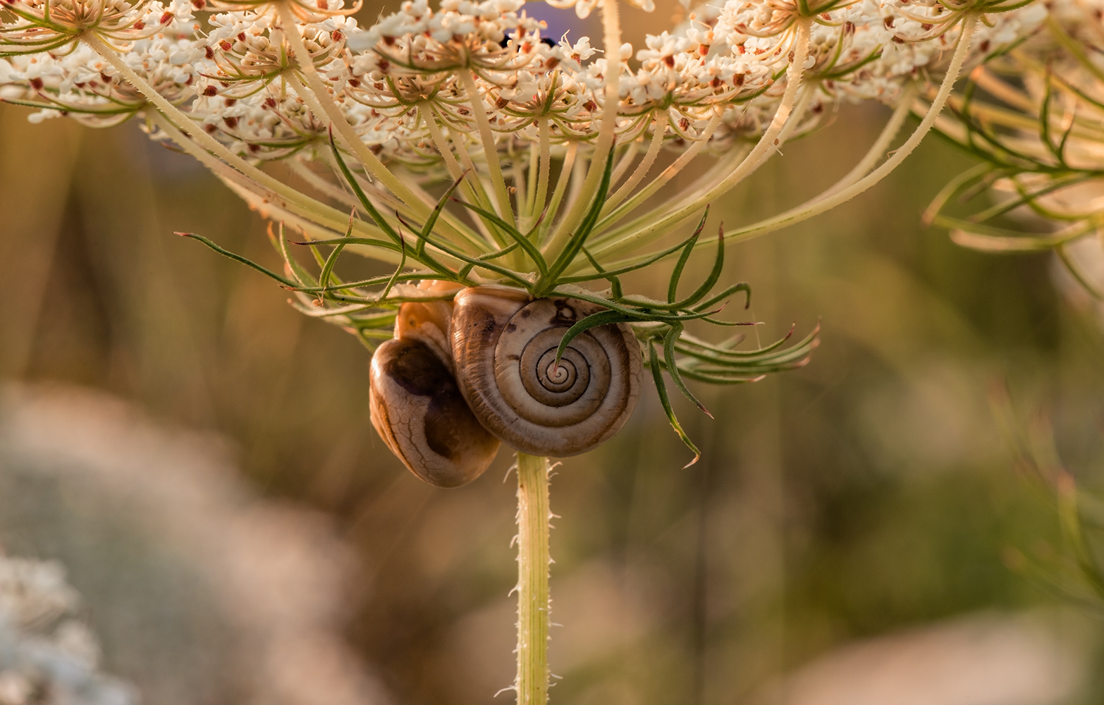 photo "***" tags: nature, macro and close-up, 