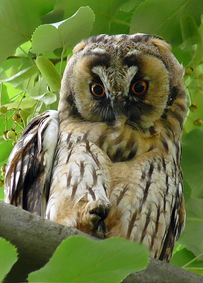 photo "***" tags: macro and close-up, wild animals