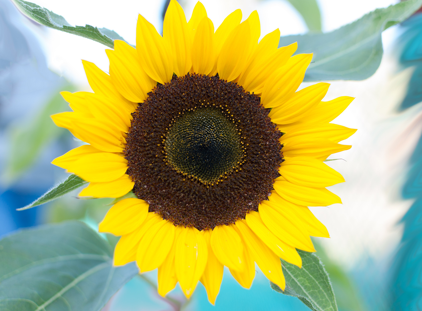 photo "***" tags: nature, sunflower