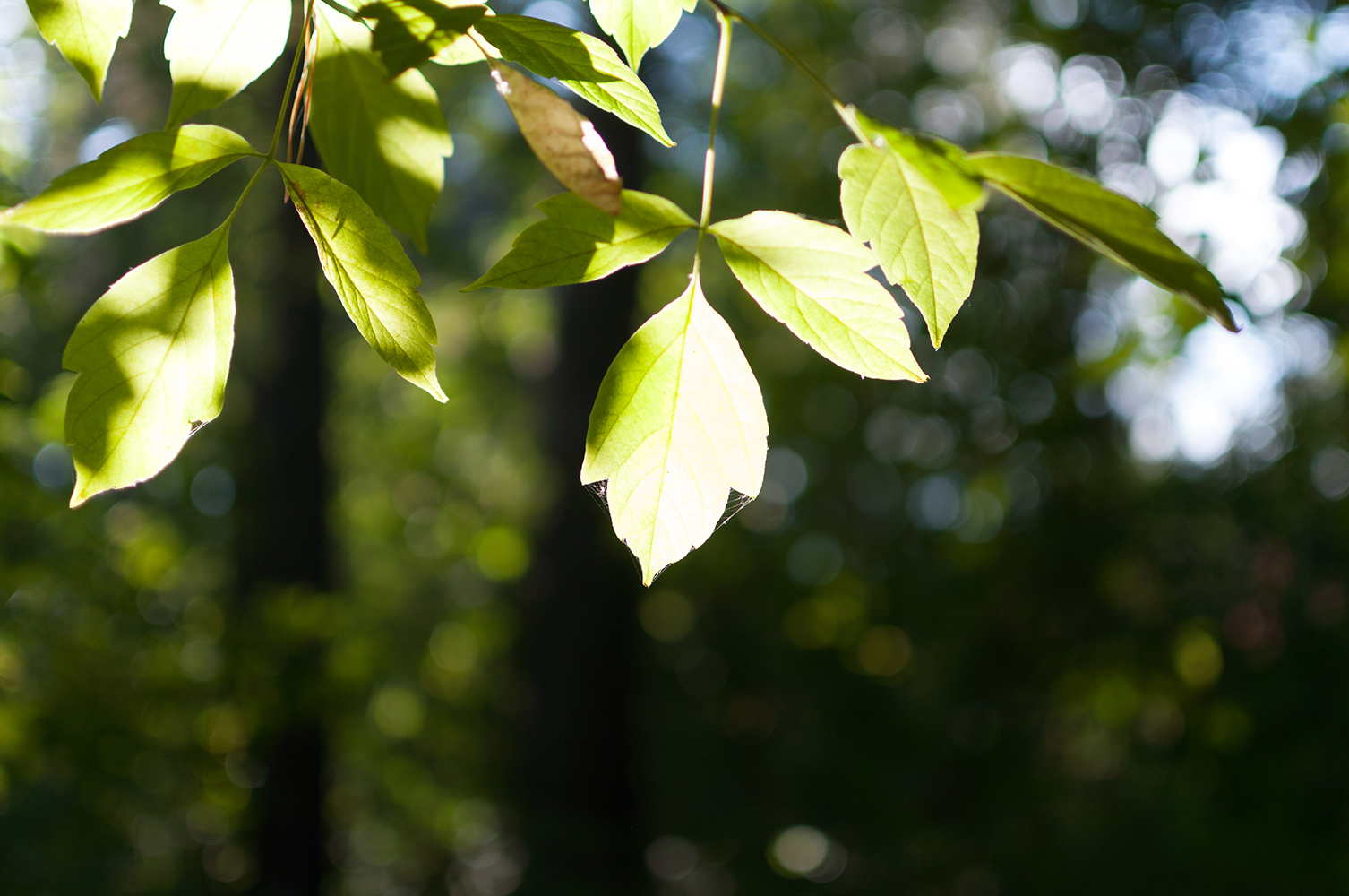 photo "***" tags: nature, autumn, light, sun, блик, листья