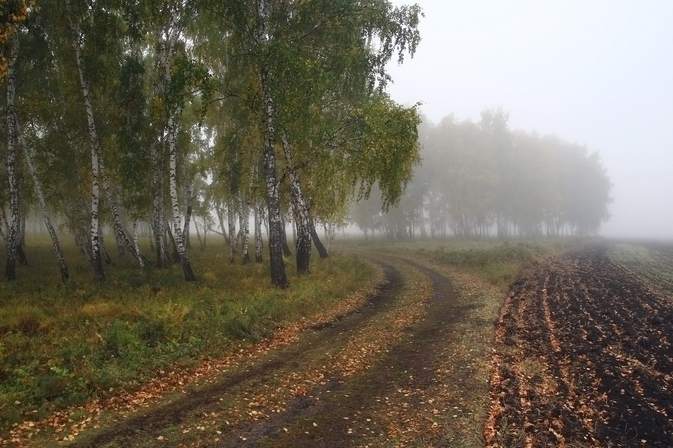 фото "Туманная осень" метки: пейзаж, 