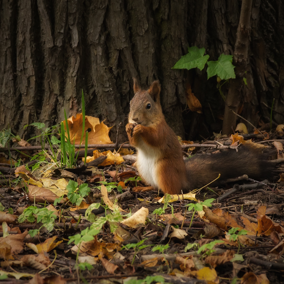 photo "***" tags: nature, 