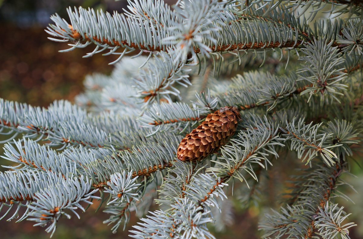 photo "***" tags: fragment, nature, 