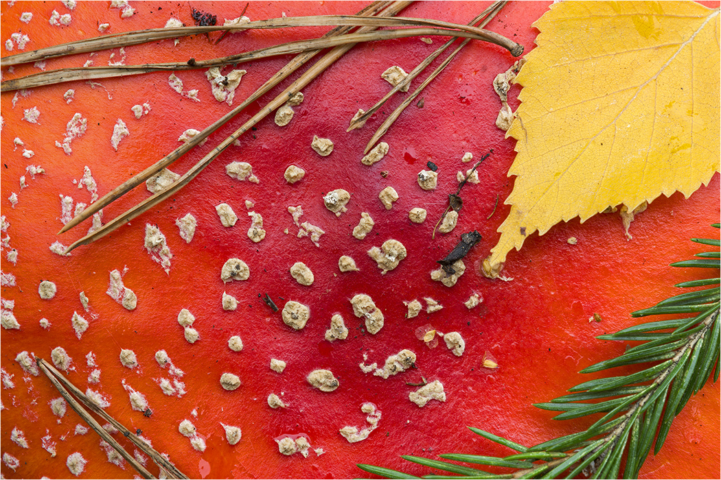 фото "Шляпка мухомора" метки: макро и крупный план, гриб, красный, лист, мухомор, осень