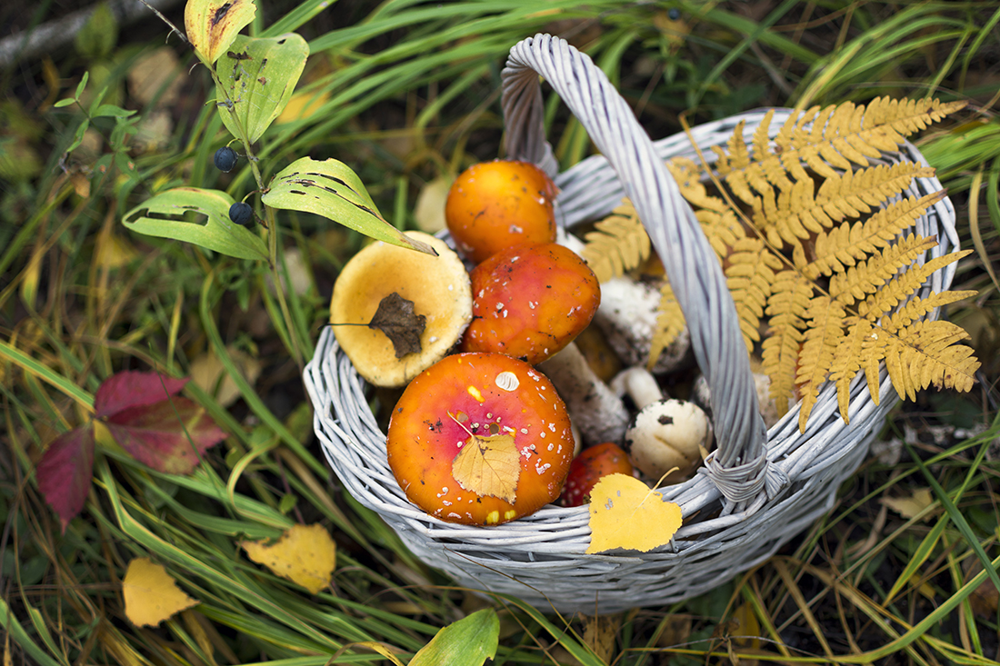 photo "***" tags: nature, autumn, grass, грибы, корзина, мухоморы, осенние листья