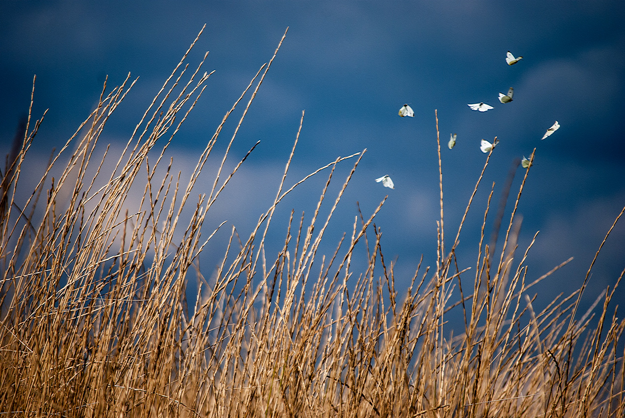photo "бабочки" tags: nature, 