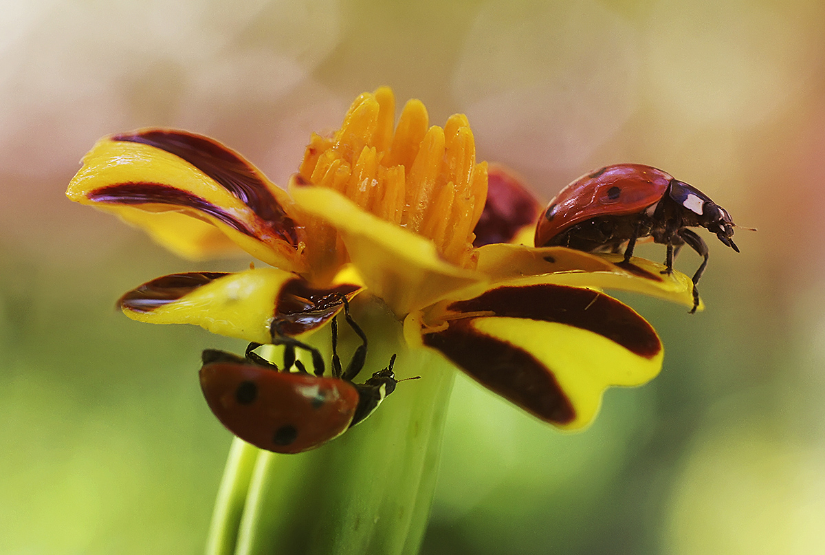 Насекомое крошка. Ladybug on Flower Craft.