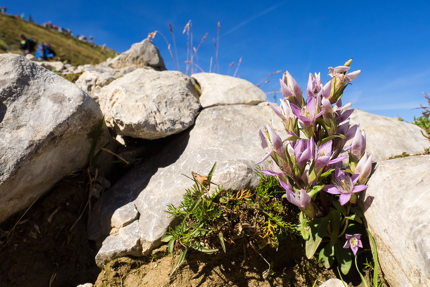 photo "gentiana" tags: landscape, Europe, autumn, flowers, mountains