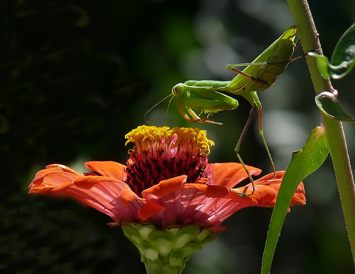 photo "/до тех пор, пока не доказано обратное/" tags: macro and close-up, insect