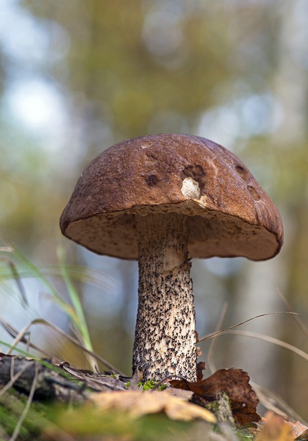 фото "Подберёзовик" метки: макро и крупный план, грибы