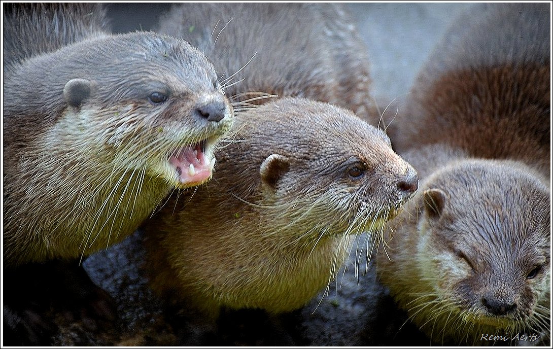 фото "***" метки: природа, репортаж, 