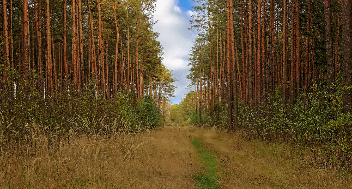 фото "По лесной тропинке" метки: пейзаж, 